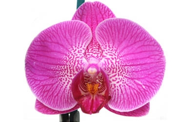 Orchid Variety Thumbnail Pink Stripes.jpg